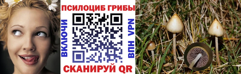 где купить наркоту Закаменск дарк нет формула Псилоцибиновые грибы MAGIC MUSHROOMS